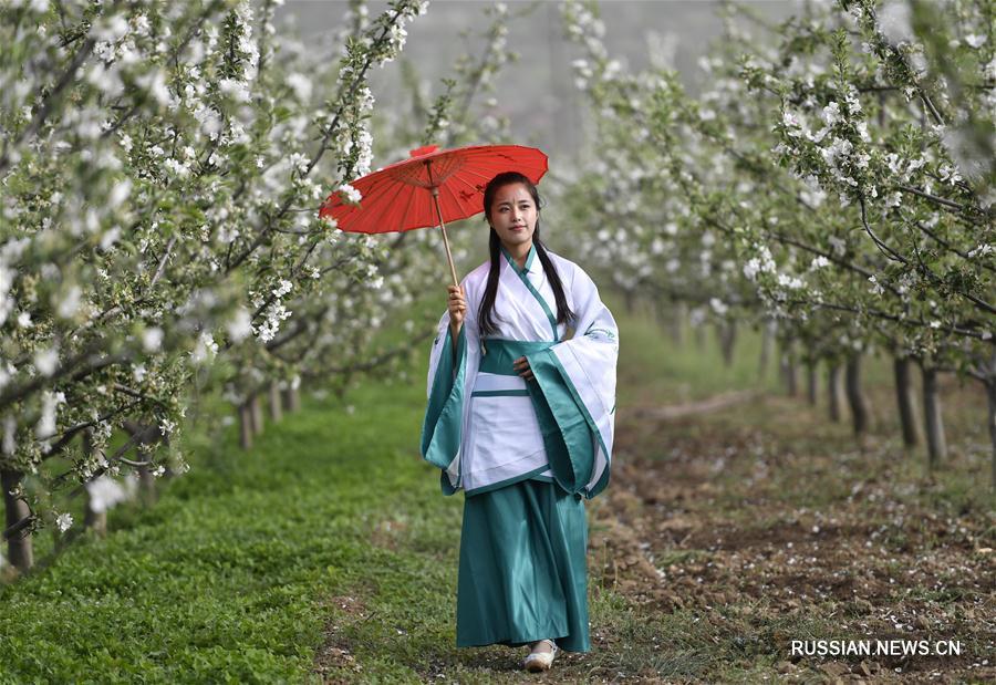 Выступление в костюмах эпохи Хань на яблоневых плантациях в пров. Ганьсу