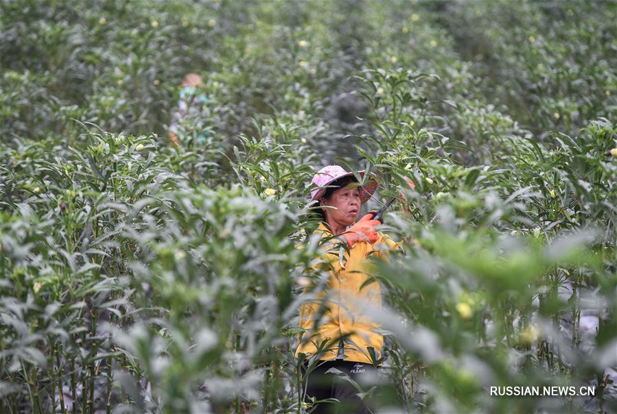 Выращивание бамии принесло достаток фермерам из горных деревень провинции Хайнань