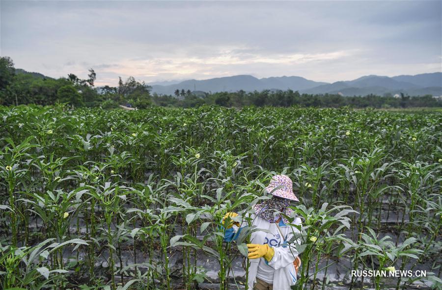 Выращивание бамии принесло достаток фермерам из горных деревень провинции Хайнань