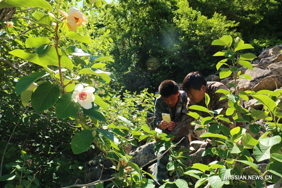 Цветение магнолий в провинции Хэбэй