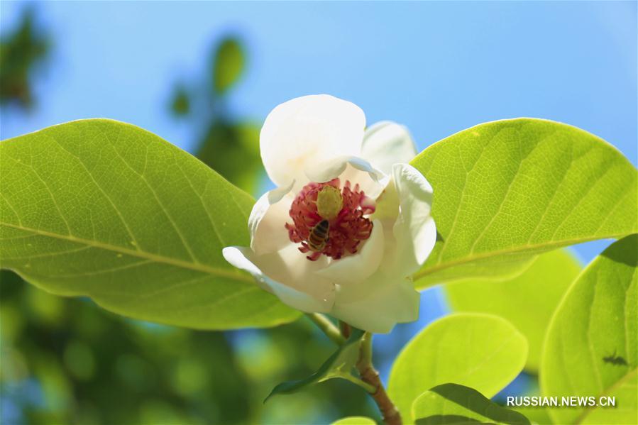 Цветение магнолий в провинции Хэбэй