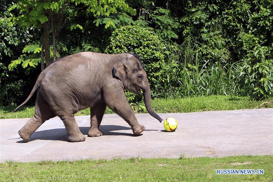 Китайский центр селекционного разведения и спасения индийских слонов
