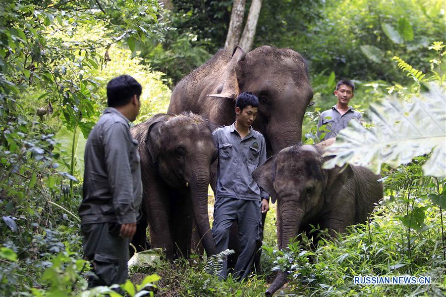 Китайский центр селекционного разведения и спасения индийских слонов