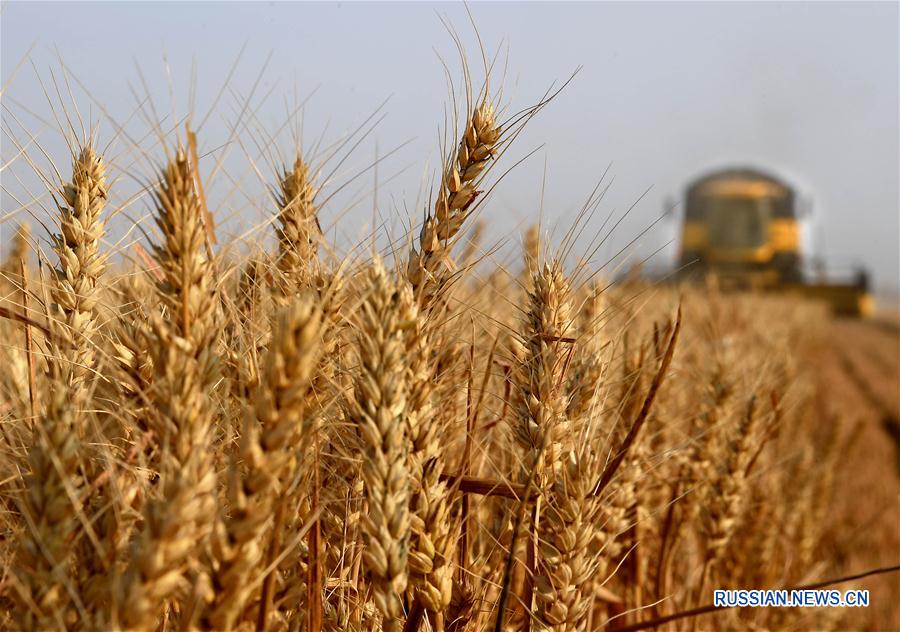 Сбор урожая пшеницы в провинции Хэнань