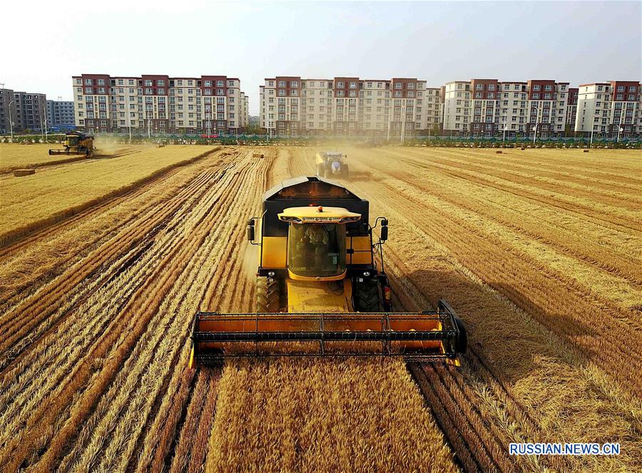 Сбор урожая пшеницы в провинции Хэнань