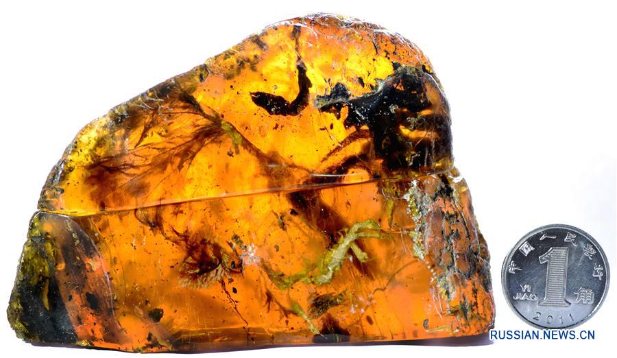Ученые нашли в янтаре останки доисторического птенца 