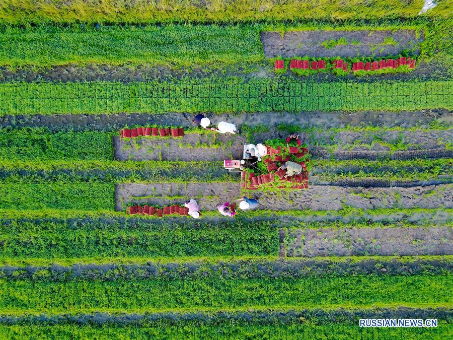 Июнь -- пора хлопот для фермеров из провинции Цзянсу 