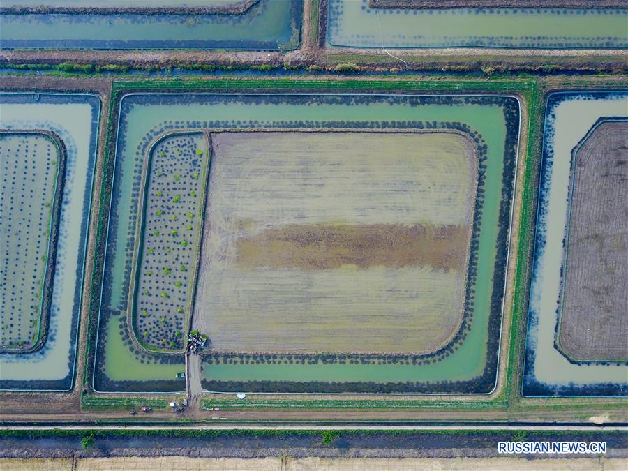 Июнь -- пора хлопот для фермеров из провинции Цзянсу 