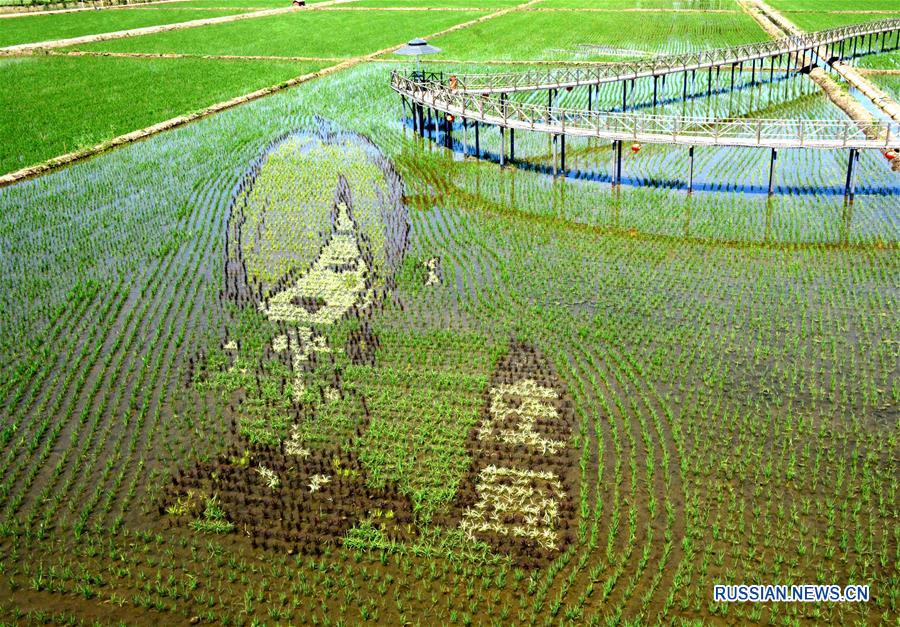 3D-рисунки на рисовых полях Северо-Восточного Китая