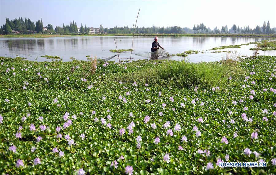 Раковые фермы на озере Дунтинху