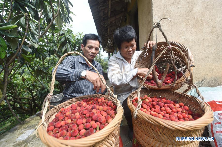 Сбор урожая восковницы в провинции Фуцзянь