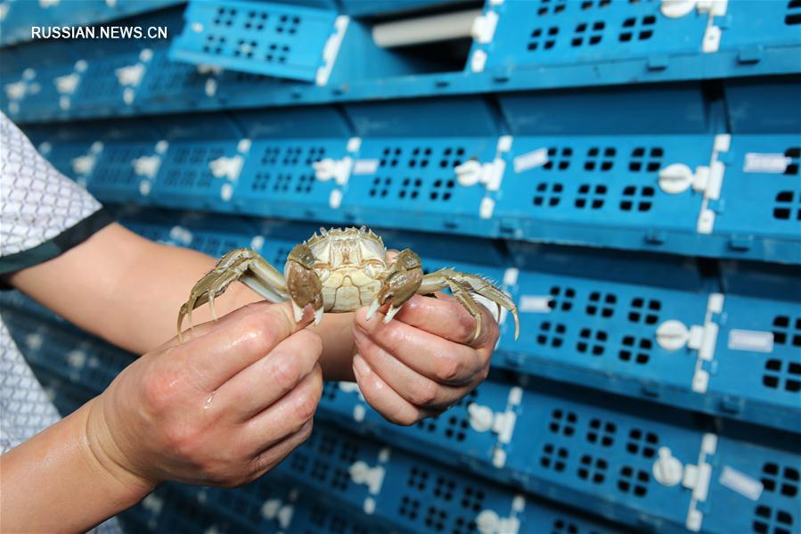 "Многоквартирный дом" для крабов на рыбоводческой базе в деревне Чжунъян