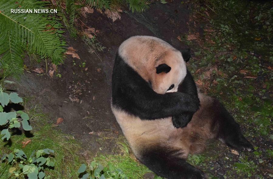 В Китае впервые появился на свет детеныш панды, который является потомством содержащейся  в неволе самки и дикого самца панды