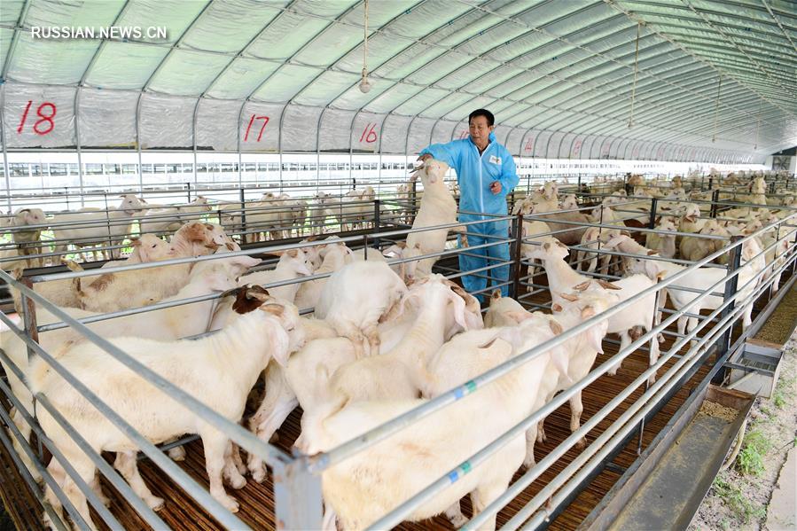 Разведение коз в Наньтуне: инновационный подход с традиционному скотоводству