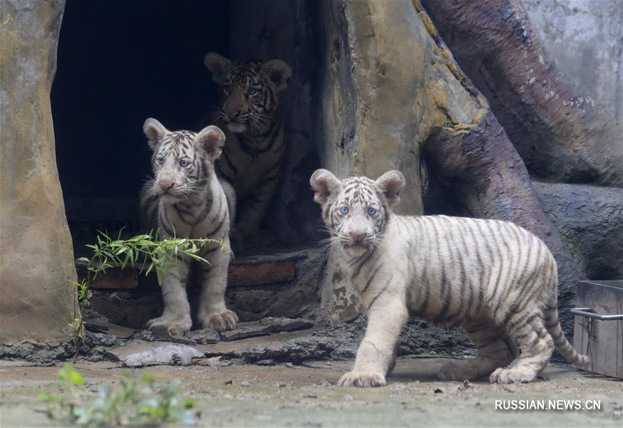 Тигрята из зоопарка Цзинаня появились перед публикой