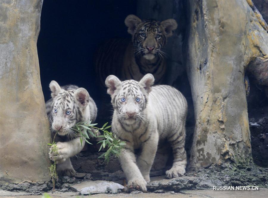 Тигрята из зоопарка Цзинаня появились перед публикой