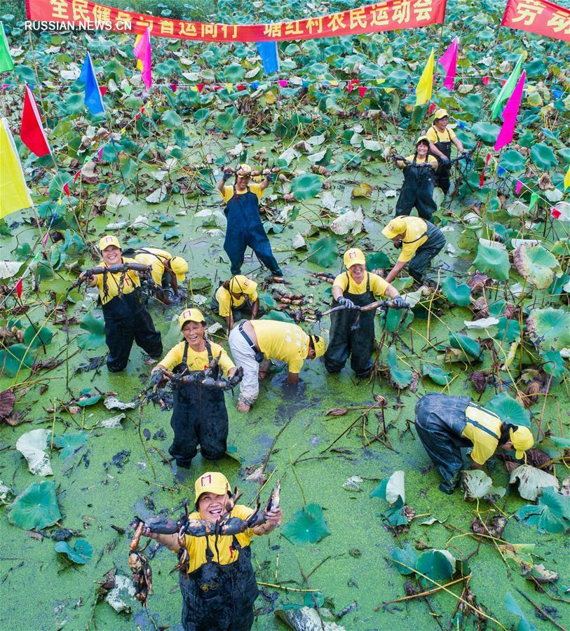 Соревнование по сбору корневищ лотоса в Хучжоу