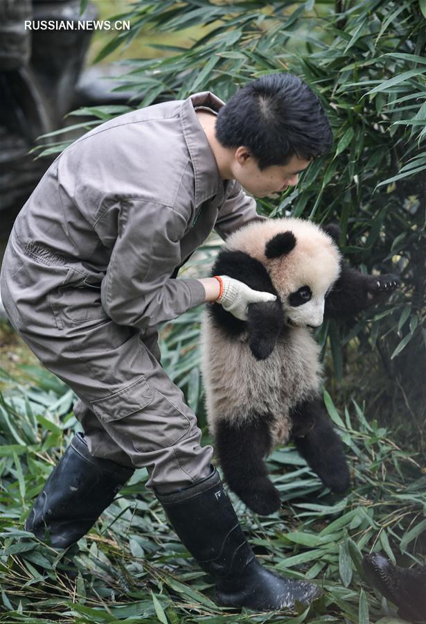 В 2017 году в Китайском центре по охране и исследованию больших панд родилось рекордное количество детенышей 
