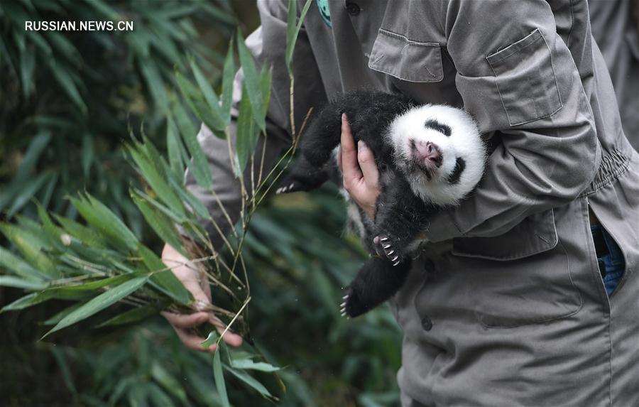 В 2017 году в Китайском центре по охране и исследованию больших панд родилось рекордное количество детенышей 