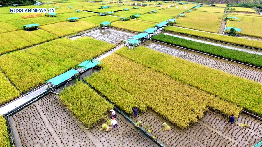 Уборка отавного риса в уезде Саньцзян
