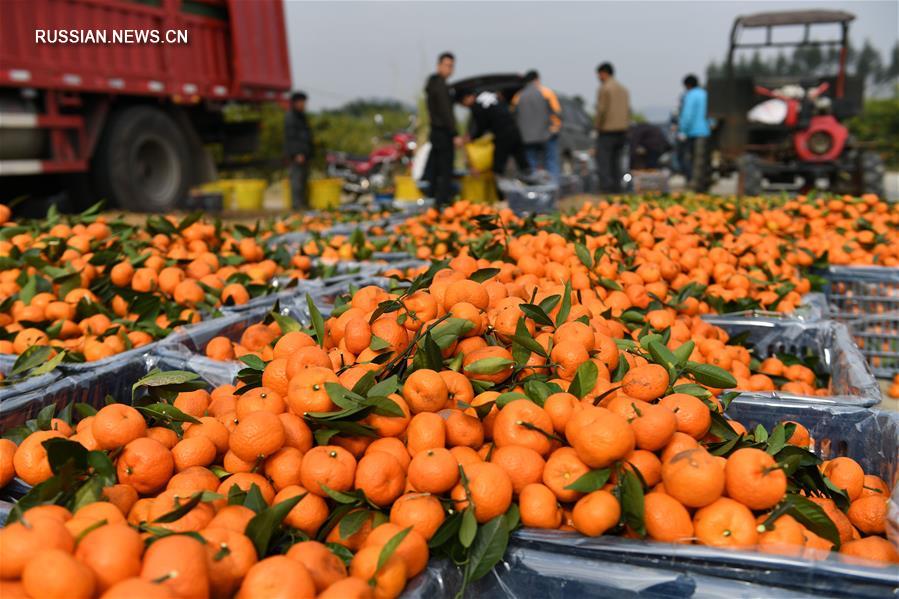 В Гуанси начался сезон сбора мандаринов