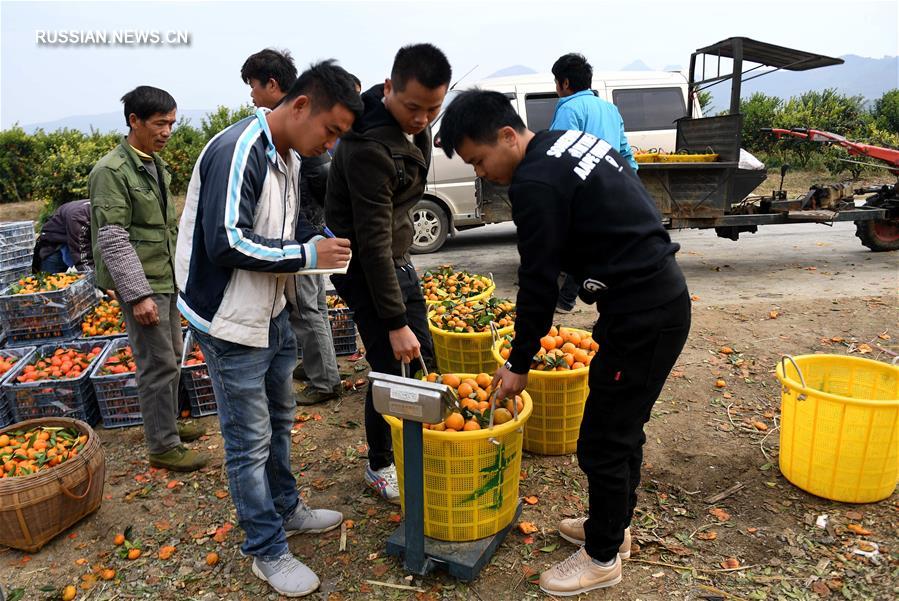 В Гуанси начался сезон сбора мандаринов