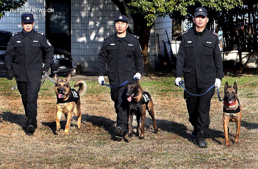 Зимние тренировки розыскных собак в Шанхае