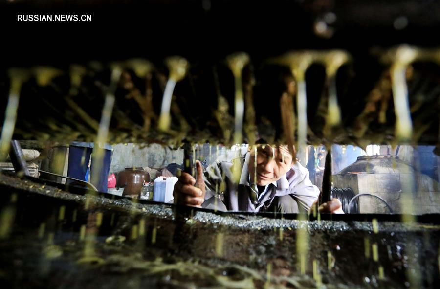 Производство камелиевого масла по древнейшей технологии в деревне Шаньвэй