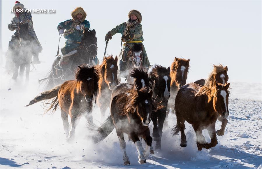 Бег лошадей по заснеженной степи Шилин-Гол