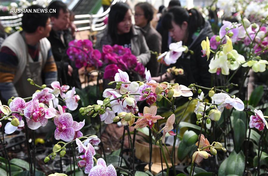 Юньнаньские живые цветы на праздничных рынках Китая