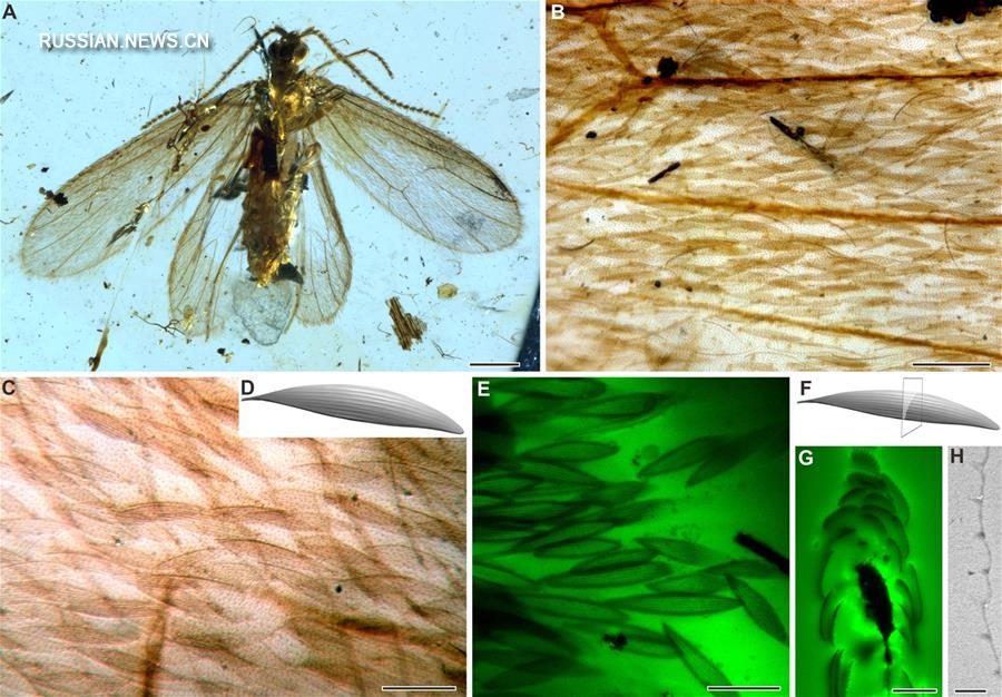 Ученые определили окраску мотылька, жившего 200 млн лет назад