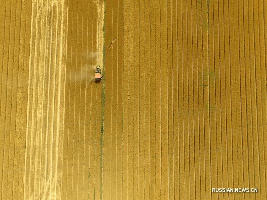 Китайские аналитики прогнозируют богатый летний урожай
