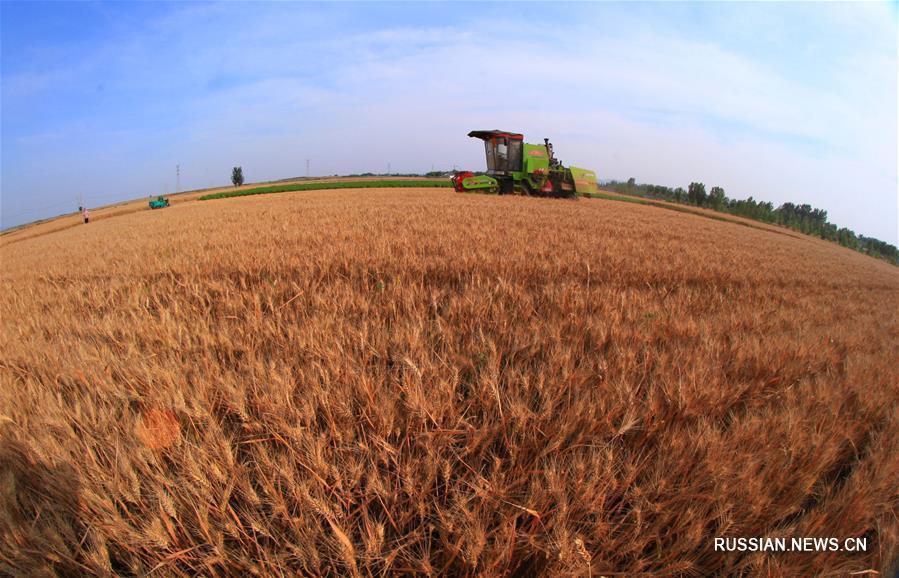 Китайские аналитики прогнозируют богатый летний урожай
