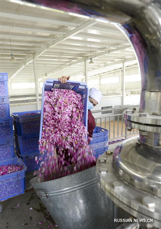 Производство эфирного масла из хотанских роз