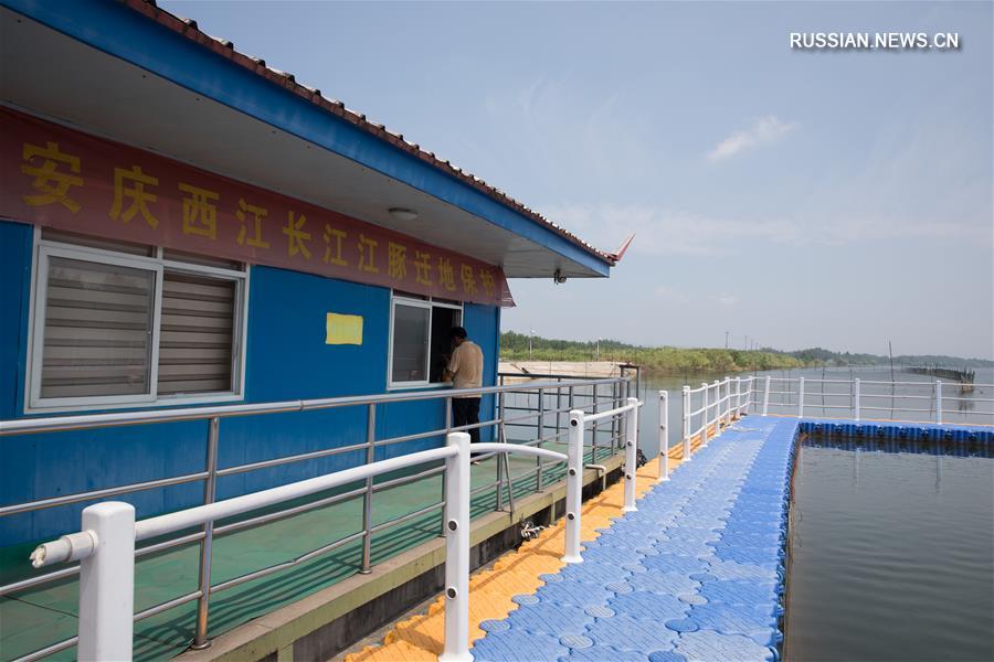 Заповедник бесперых морских свиней на реке Янцзы на востоке Китая
