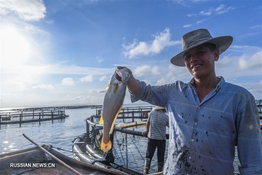 Лов больших желтых горбылей и мидий на морских фермах в поселке Наньцзи