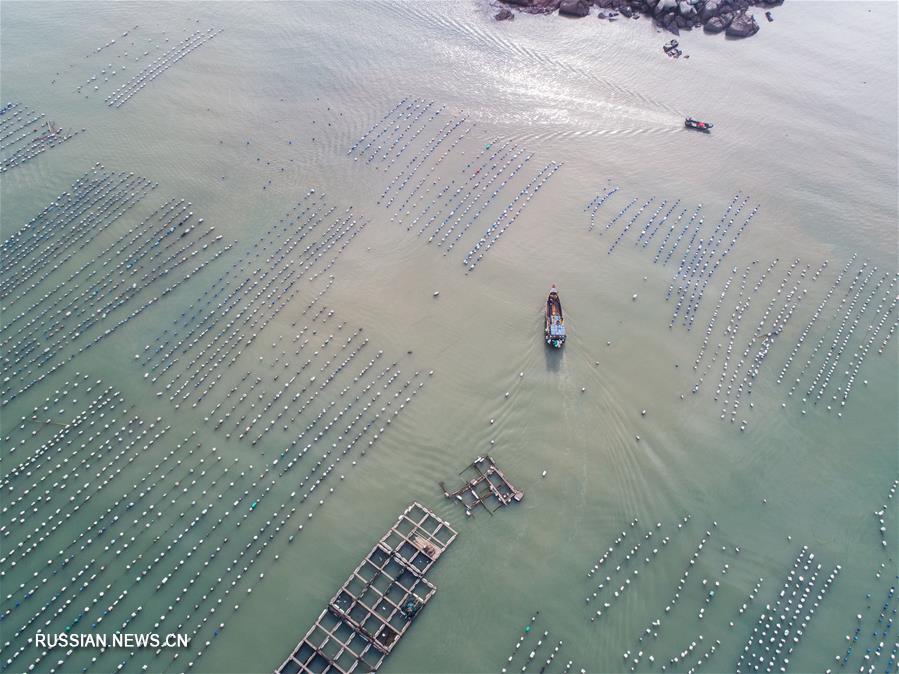 Лов больших желтых горбылей и мидий на морских фермах в поселке Наньцзи