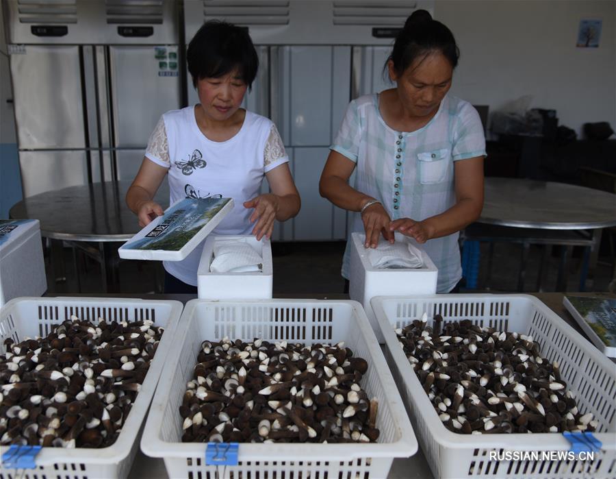 Производство и обработка грибов макролепиота в провинции Сычуань