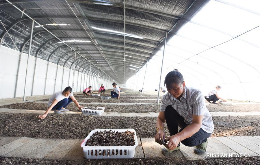 Производство и обработка грибов макролепиота в провинции Сычуань