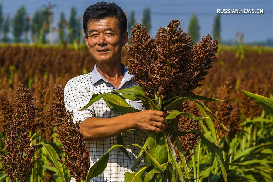 Возделывание малых полевых культур в уезде Цзаоцян