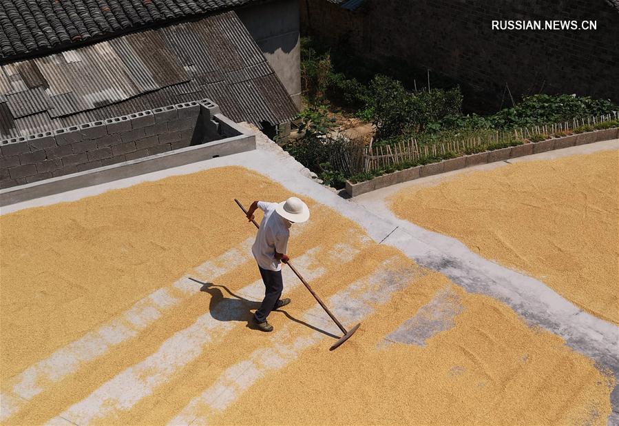 Сушка среднеспелого риса в провинции Хунань