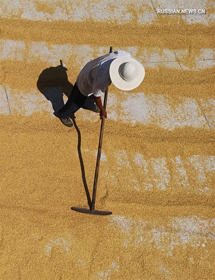 Сушка среднеспелого риса в провинции Хунань