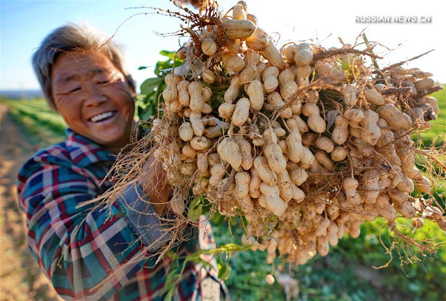 Уборка арахиса в уезде Луаньсянь