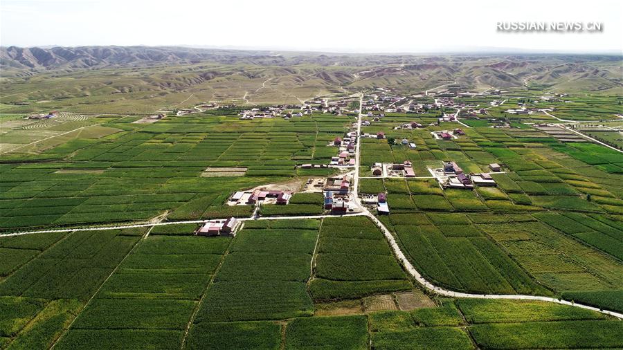 Как пустынные земли превратились в зеленые поля на северо-западе Китая