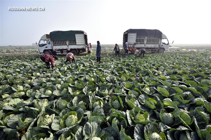 Полевые работы на пороге зимы