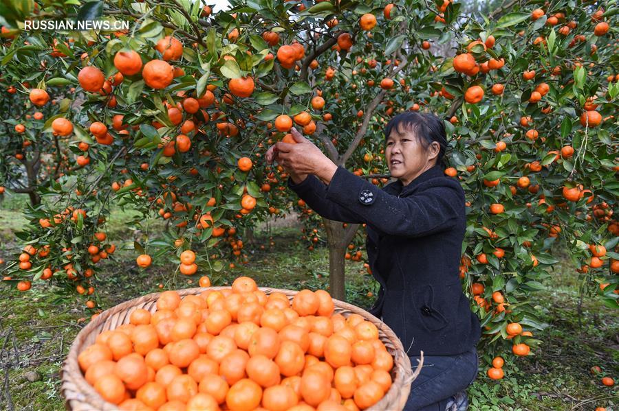 Полевые работы на пороге зимы