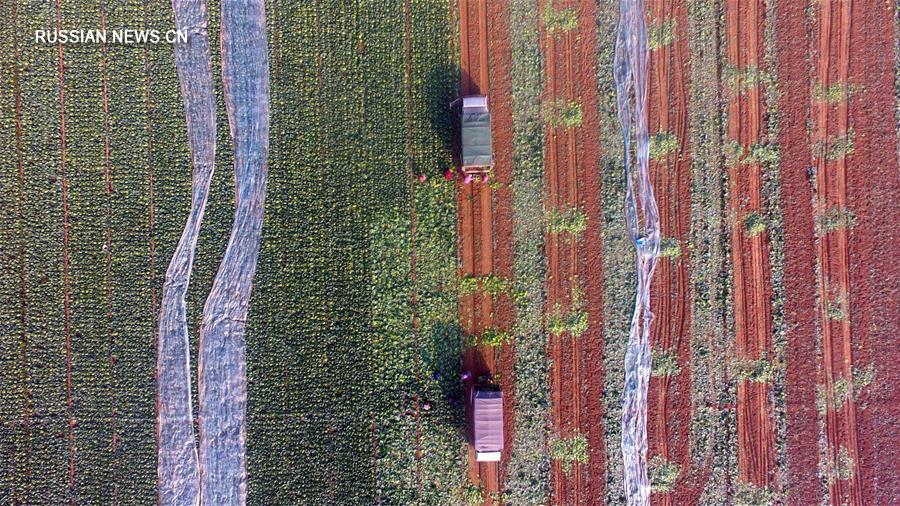 Полевые работы на пороге зимы