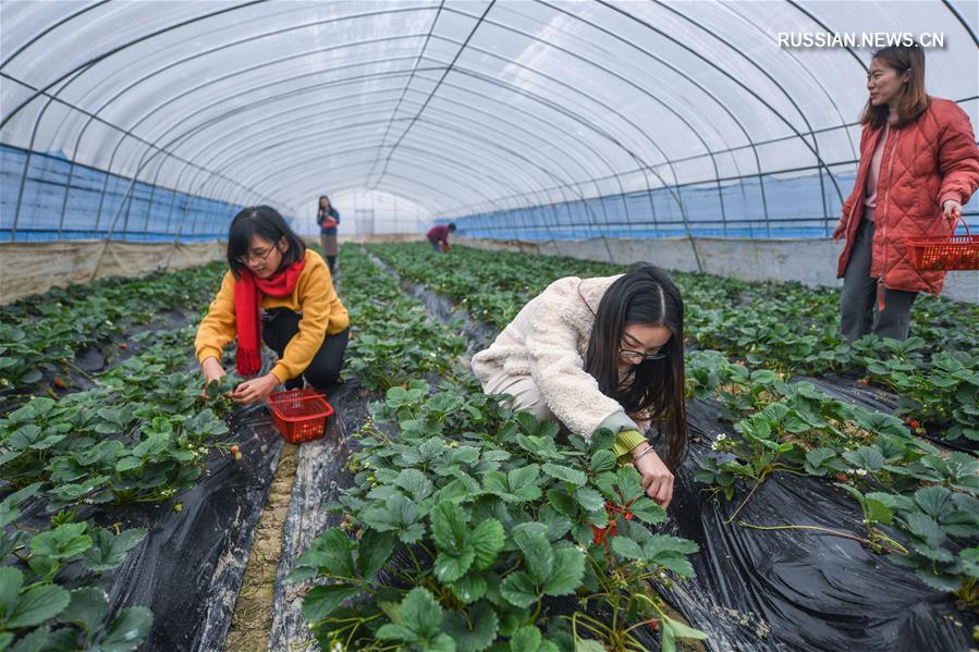 Сезон урожая в "зеленом" тепличном хозяйстве в провинции Чжэцзян