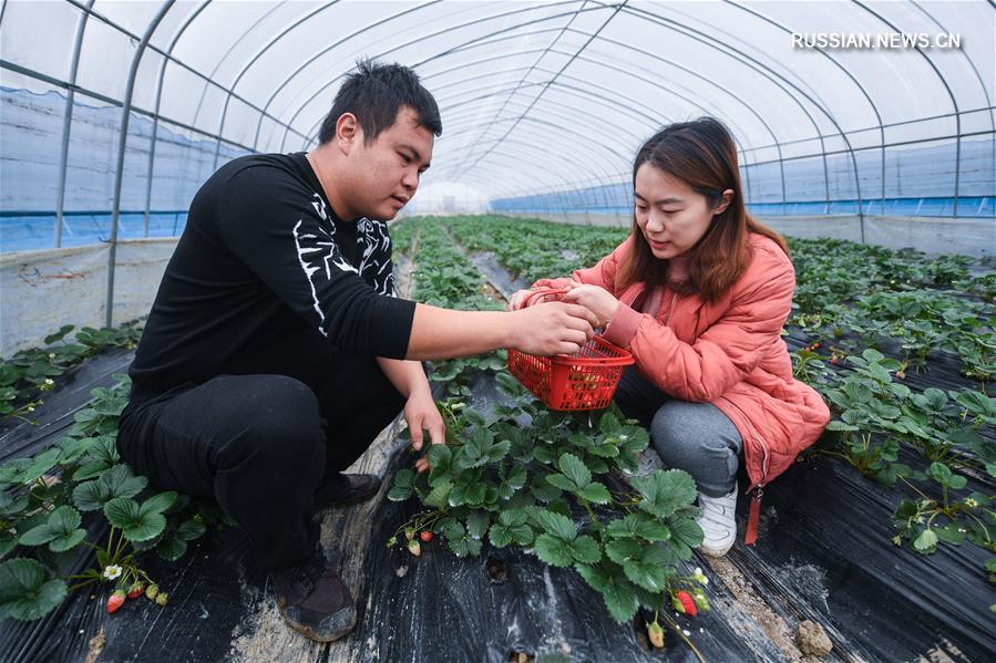 Сезон урожая в "зеленом" тепличном хозяйстве в провинции Чжэцзян