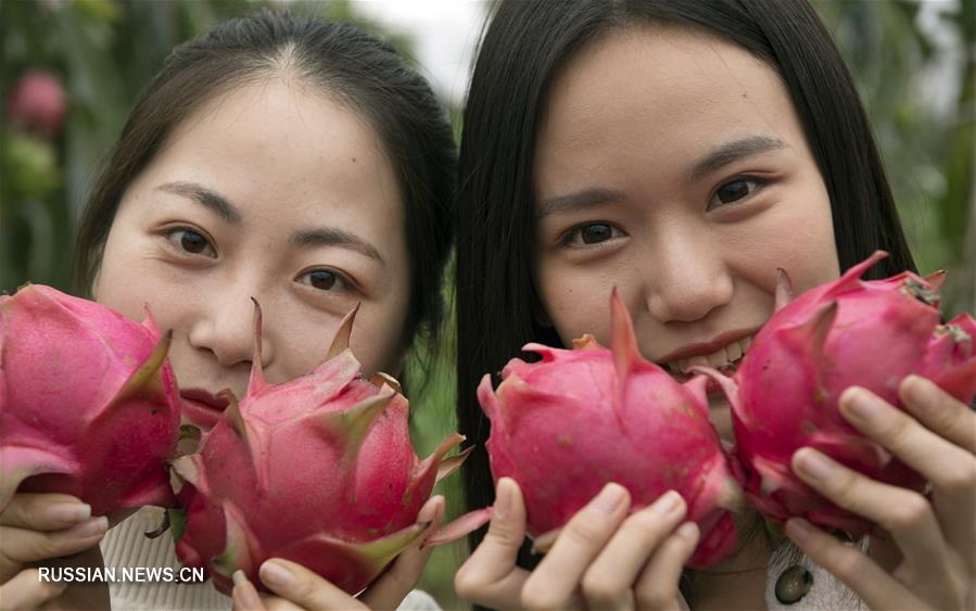 Передовые аграрные технологии приносят благосостояние фермерам из Шэньси